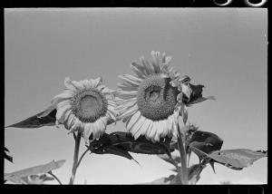 Sunflowers by Lee, LC