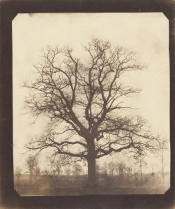 winter tree by Talbot