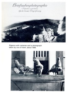 Pigeons Newhall book