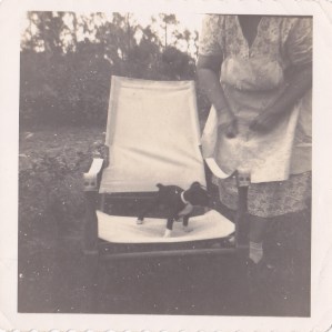 Puppy on chair ca.1950 snapshot