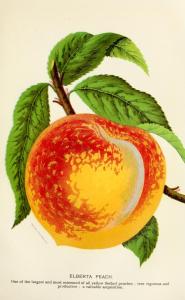 Image from page 246 of "Georgia, historical and industrial" (1901); Internet Archive Book Images, Flickr