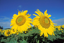 Sunflowers. Photo by Bruce Fritz. image Number K5752-2, United States Dept of Agriculture. Agricultural Research Service. http://www.ars.usda.gov/News/docs.htm?docid=23559