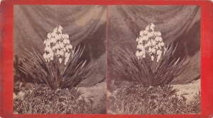 wilson-j-n-possibly-stereo-c1885-spanish-boyonet-in-bloom