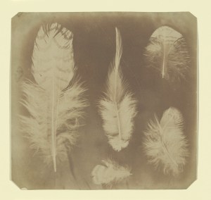 Feathers